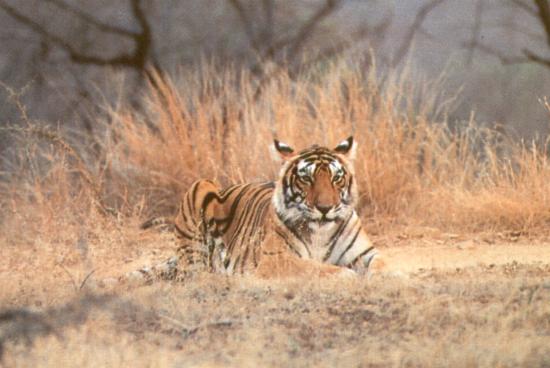 Kanha National park